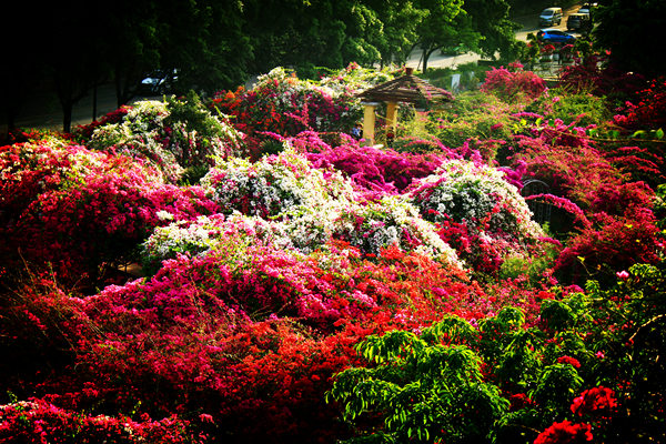 ���ſڹ�԰����÷