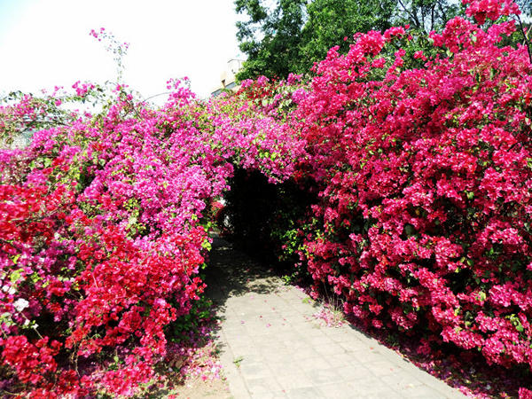 ���ſڹ�԰����÷