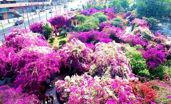 ���ſڹ�԰����÷