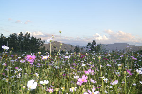 ��Ҵ����׹Ŵ���