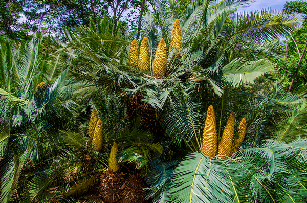 ��֦������ ������Ӱ